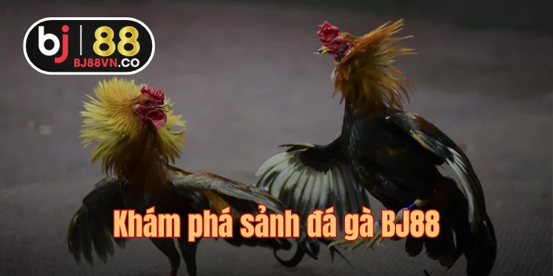 Theo dõi các trận đá gà kịch tính đến nghẹt thở